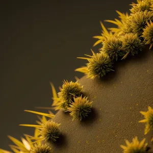 Buckeye Blossom - Yellow Sunflower in Summer Garden