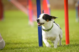 Dog is running slalom on his agility training on agility summer camp czech agility slalom.