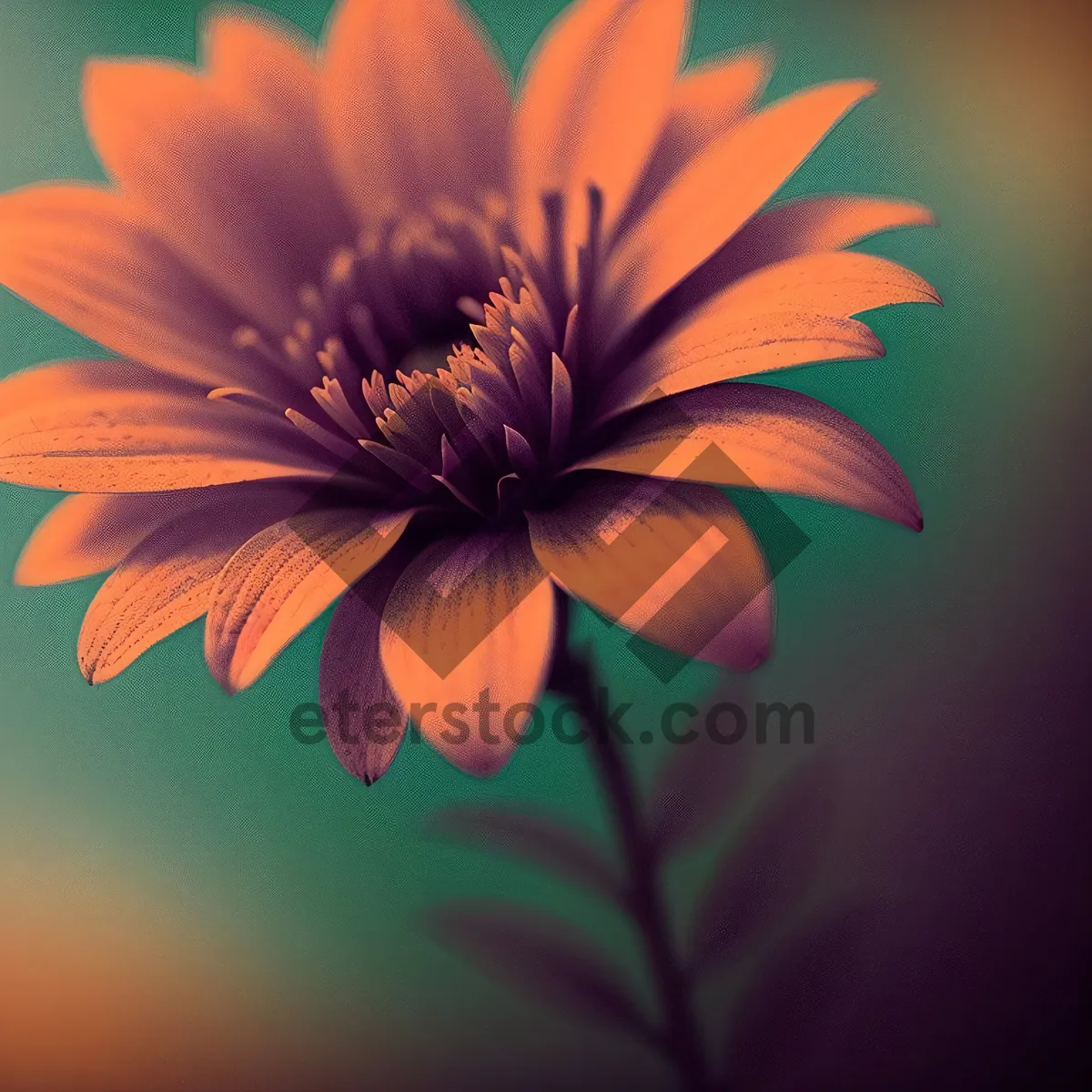 Picture of Vibrant Yellow Daisy Blossom in Summer Garden