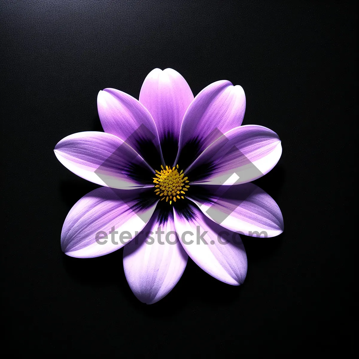 Picture of Blooming Daisy Petals in Vibrant Pink