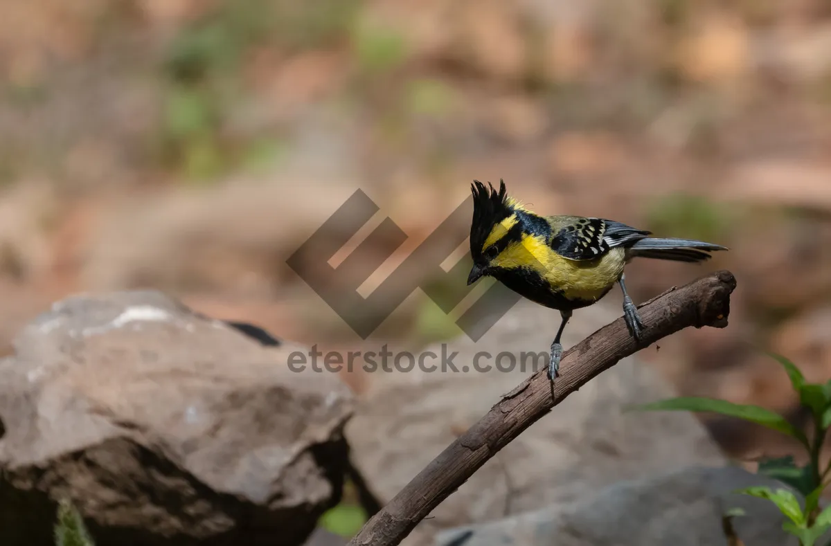 Picture of Yellow bird with bright feathers perched on branch