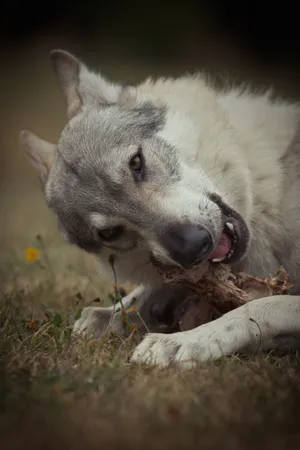 Adorable White Wolf with Piercing Eyes