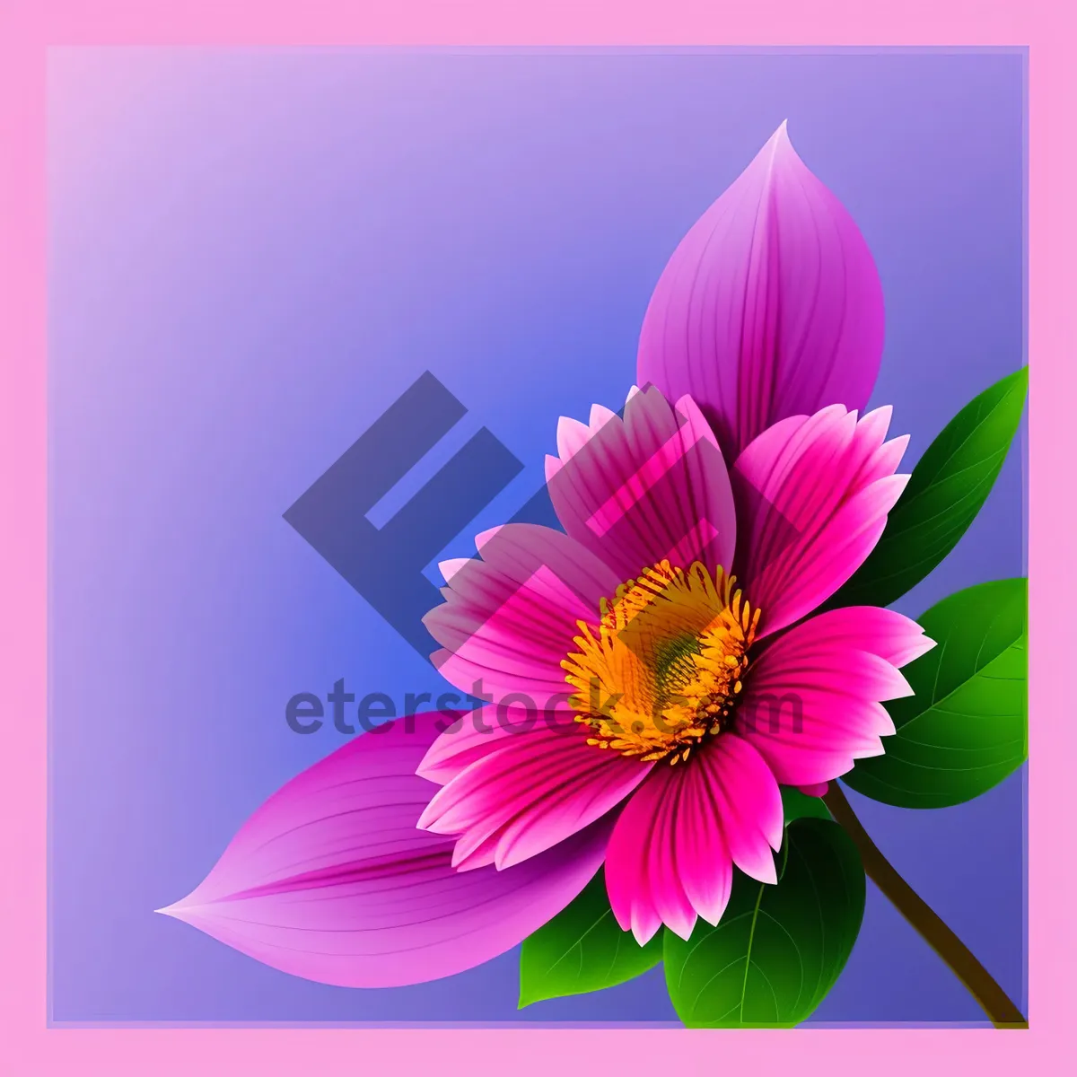 Picture of Bright Pink Daisy Bloom in Summer Garden