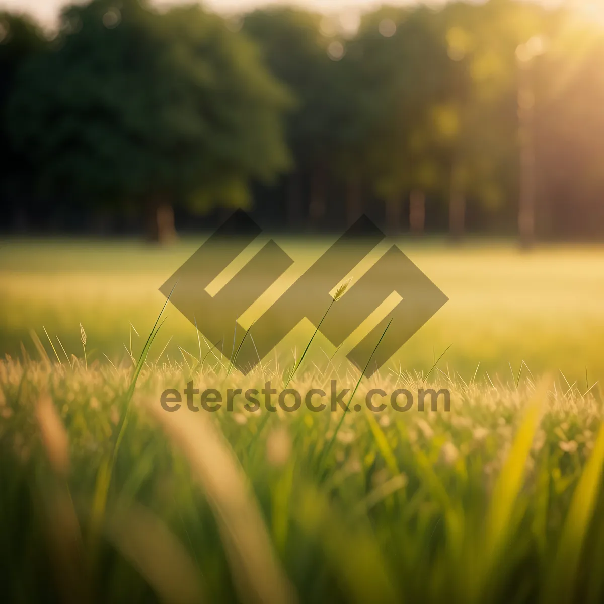 Picture of Golden Wheat Field Basking in Sunlight