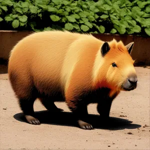 Majestic Tapir in the Wildlife Menagerie