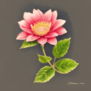 Pretty in Pink: Blooming Lotus Flower in a Summer Garden