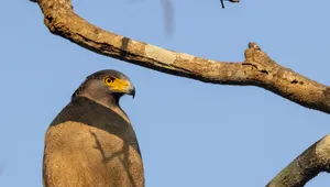 Majestic falcon with piercing predator eyes and wings spread.