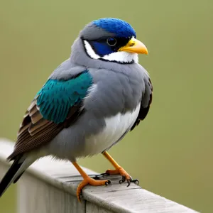 Vibrant Yellow Winged Bird in Wild Nature