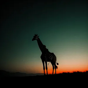 Serenity in the Wild: Sunset Silhouette of Giraffe