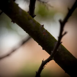 Enchanting Forest Foliage with Rustic Walking Stick