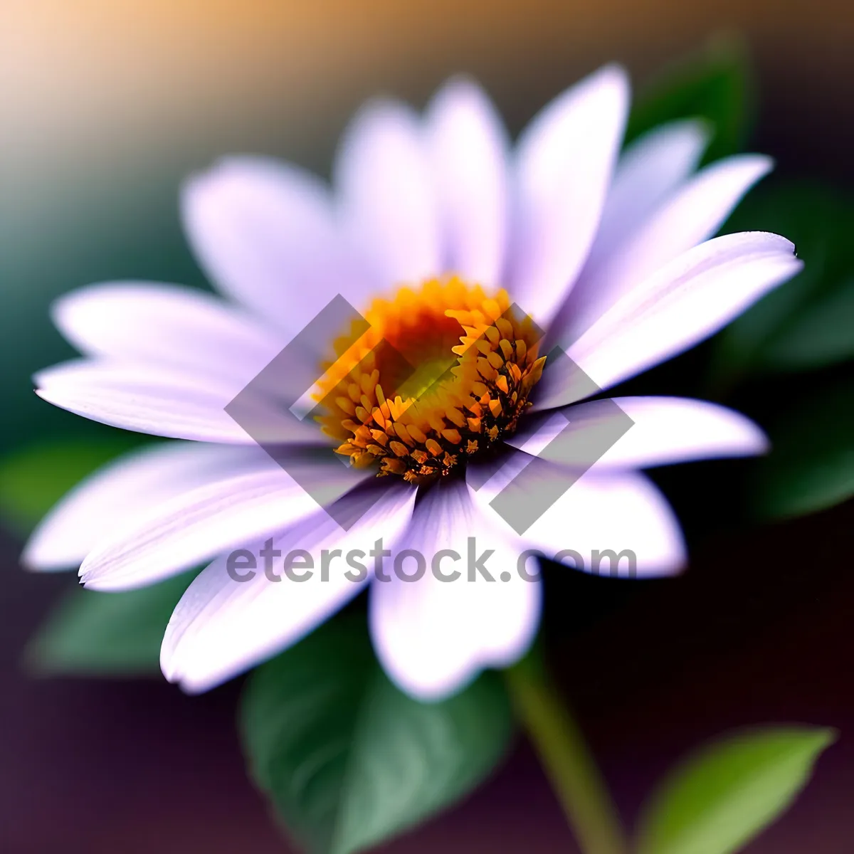 Picture of Bright Yellow Daisy Blooming in Garden