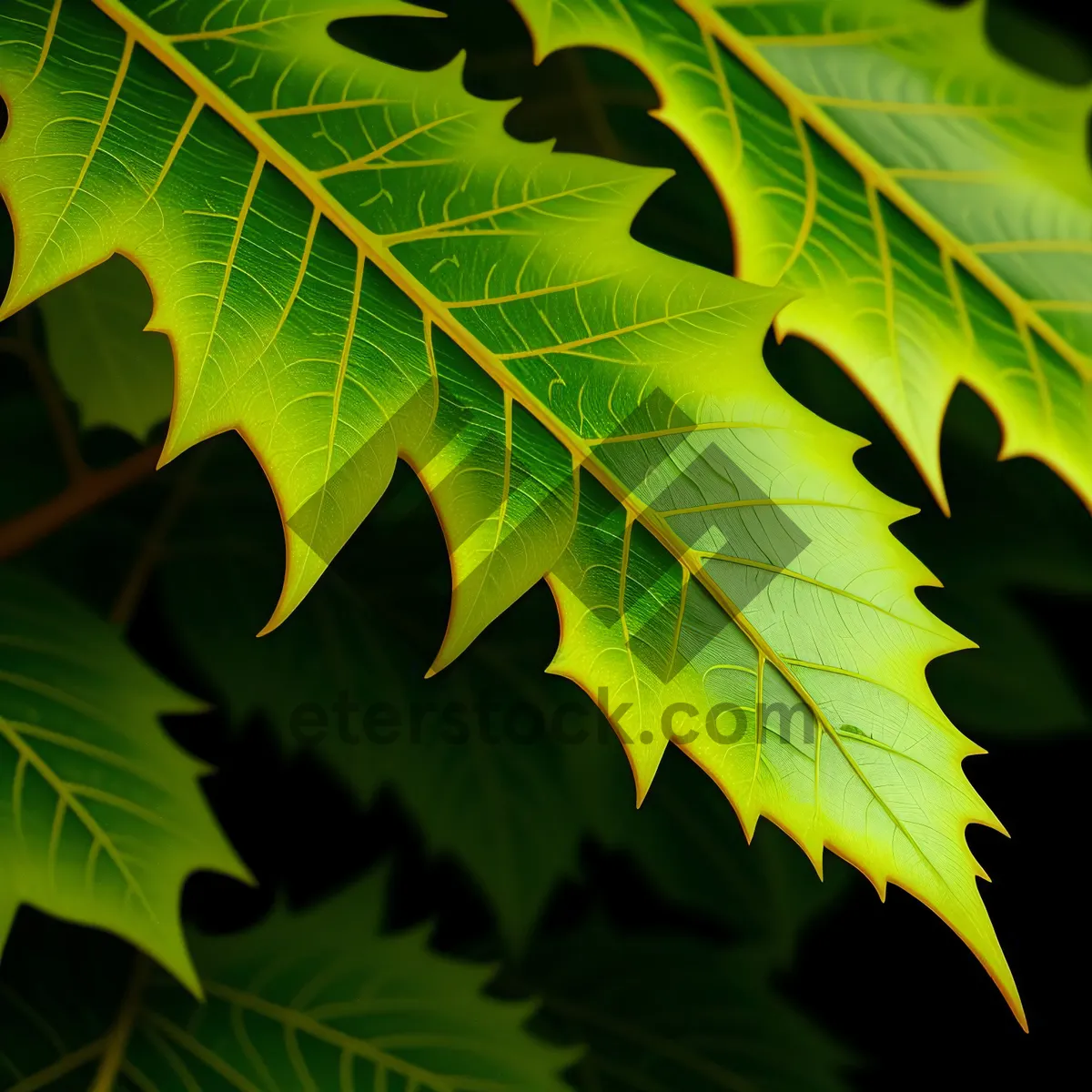 Picture of Vibrant Sumac Leaves in Enchanting Forest