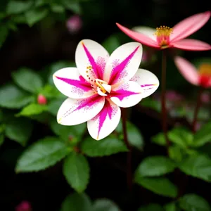 Pink Periwinkle Blossom in Garden