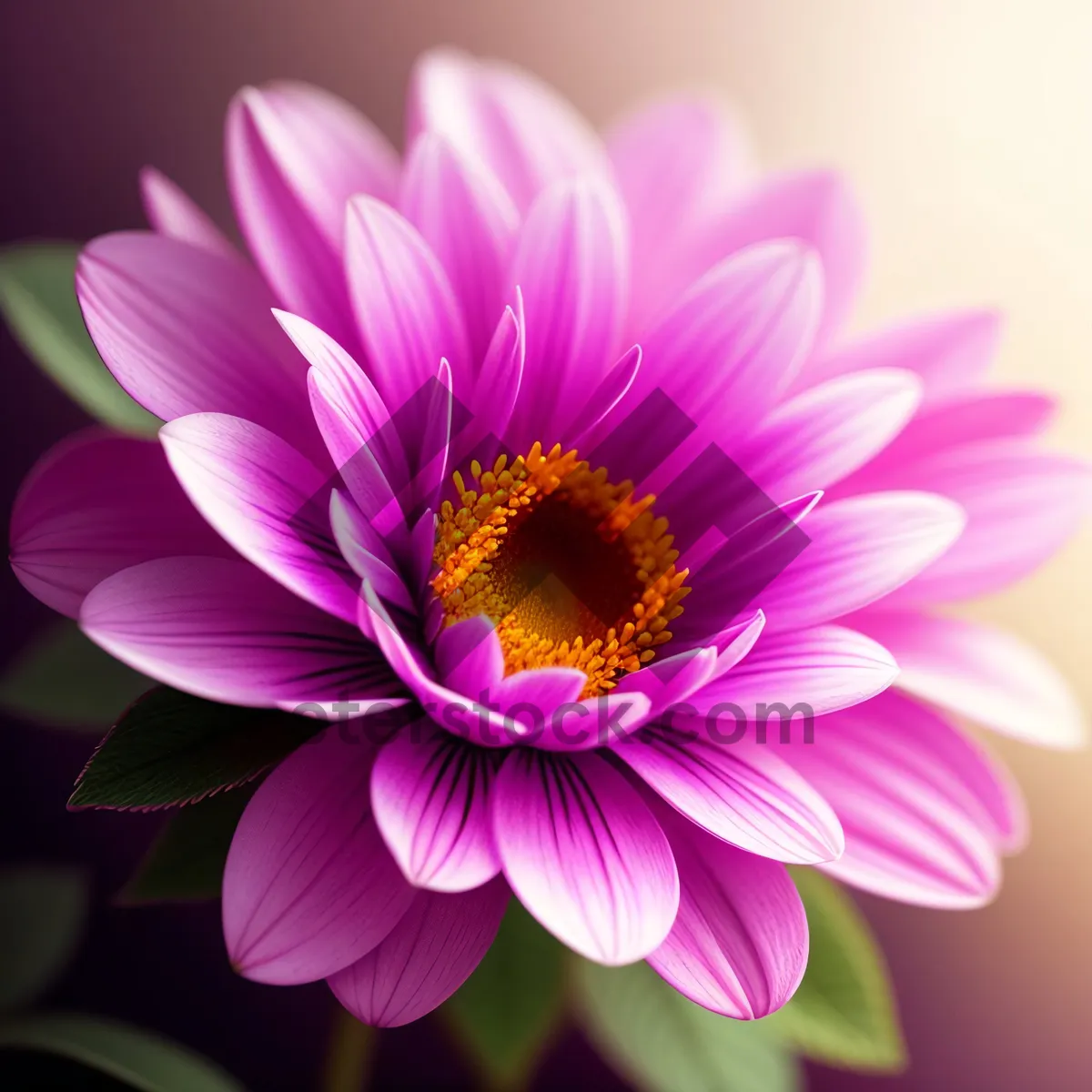 Picture of Pink Daisy Blossom in Full Bloom