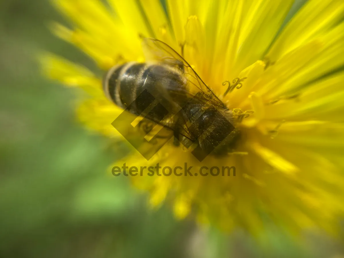 Picture of A bee collects pollen on a flower