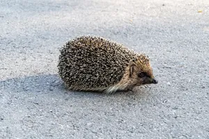 Cute Porcupine with Sharp Quills in Studio Setting.