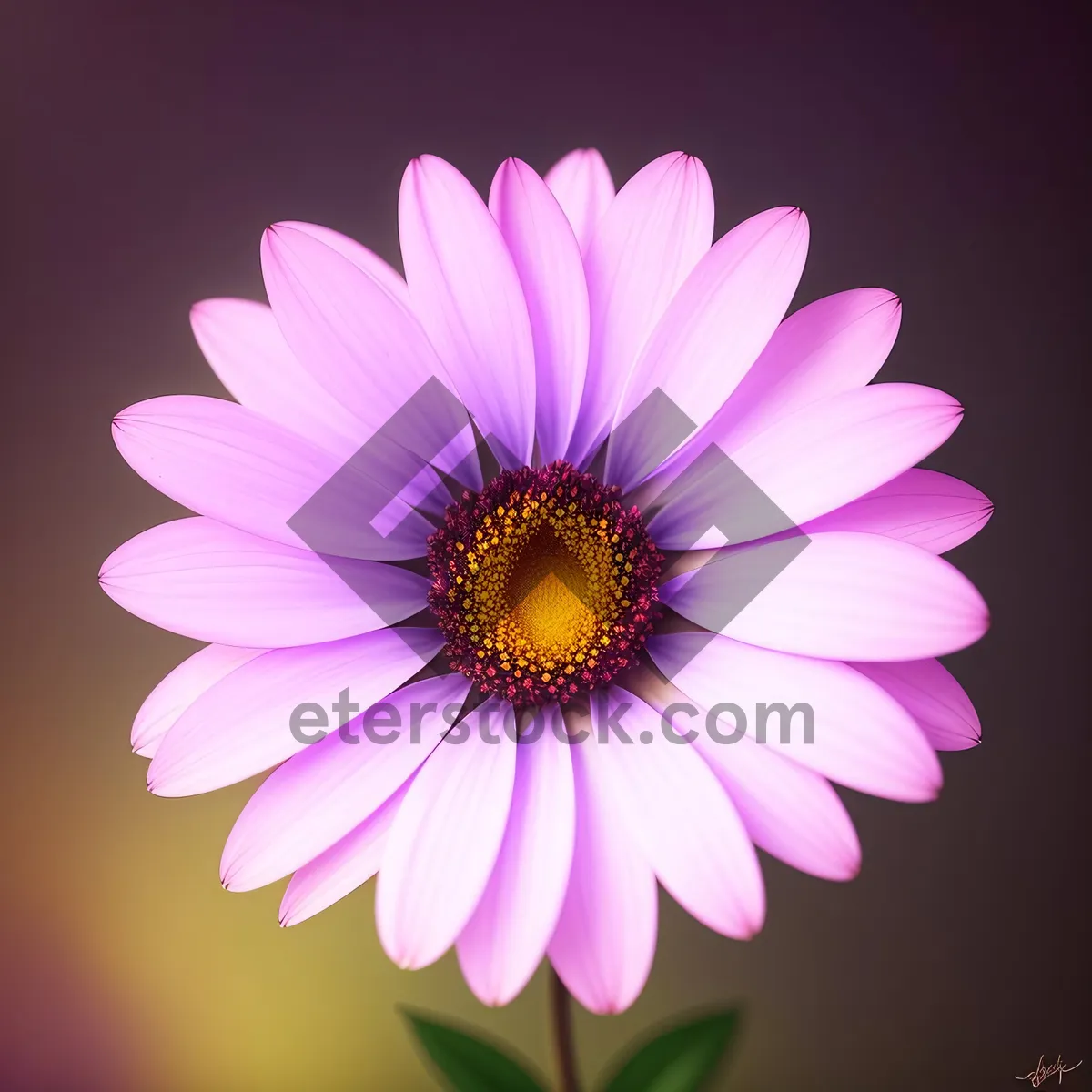 Picture of Vibrant Daisy Blossom in Full Bloom