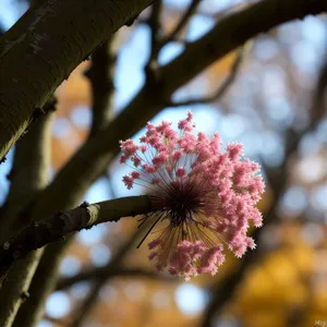 Blossoming Eucalyptus Tree against Pink Sky