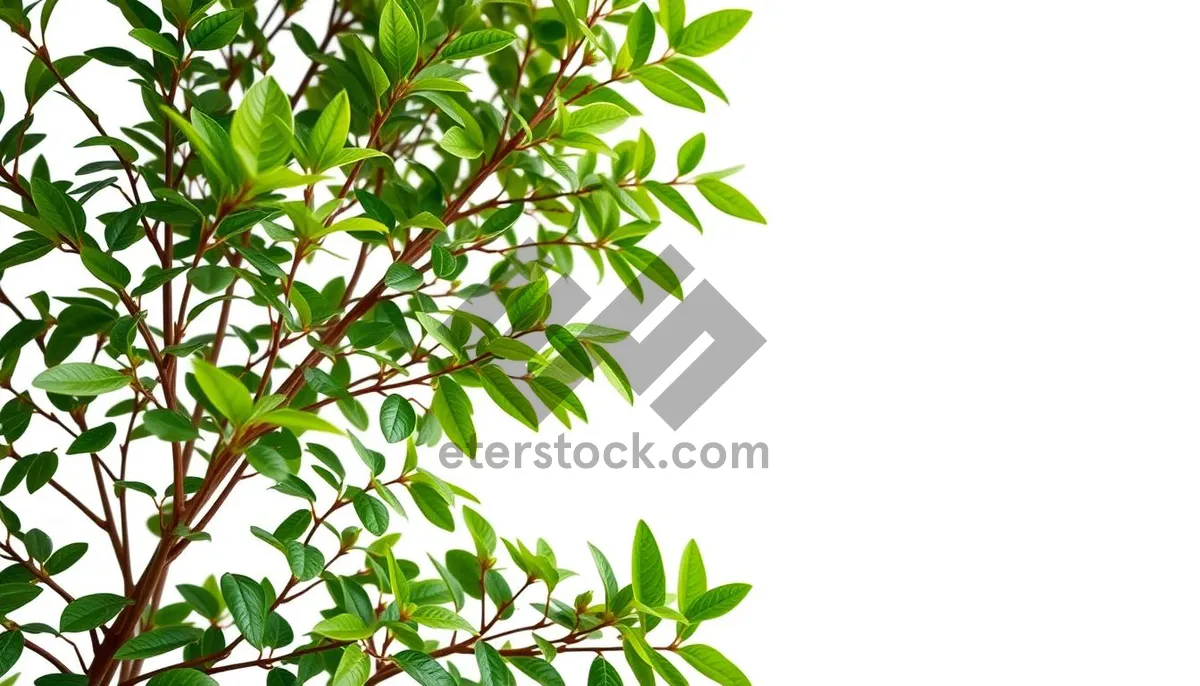 Picture of Summer Forest Foliage: Sunlit Holly Tree Branches