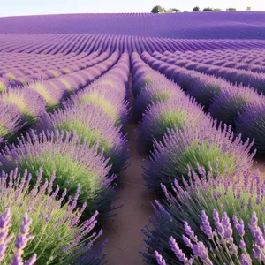 Vibrant Lavender Blooming in Countryside Field