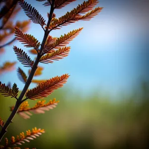 Winter Forest Fir Tree Branch Decoration