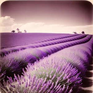 Vibrant Lavender Field Blooming with Colorful Flowers