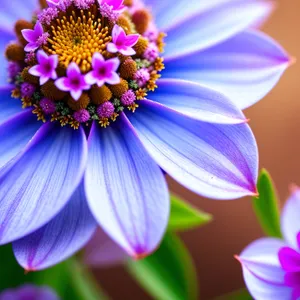 Vibrant Pink Daisy Blossom in Summer Garden