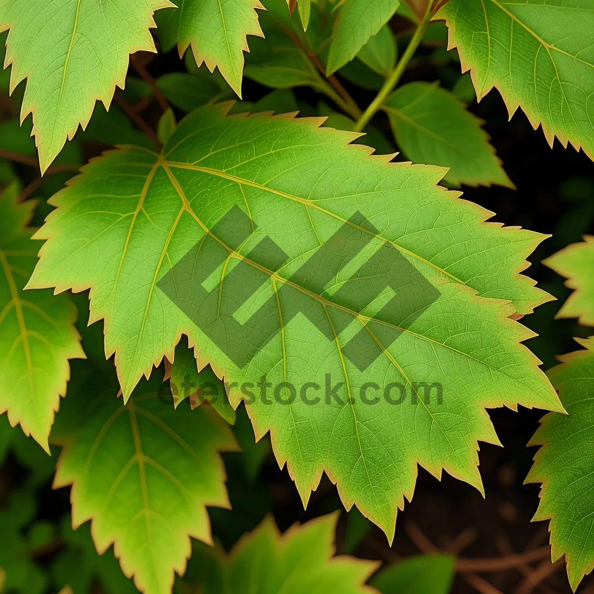Picture of lush maple leaves in a sunlit forest