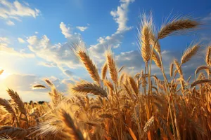 Golden Wheat Field in Sunny Countryside Landscape