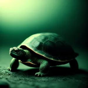 Slow and Steady Terrapin Turtle: A Cute Creature in Nature's Armor