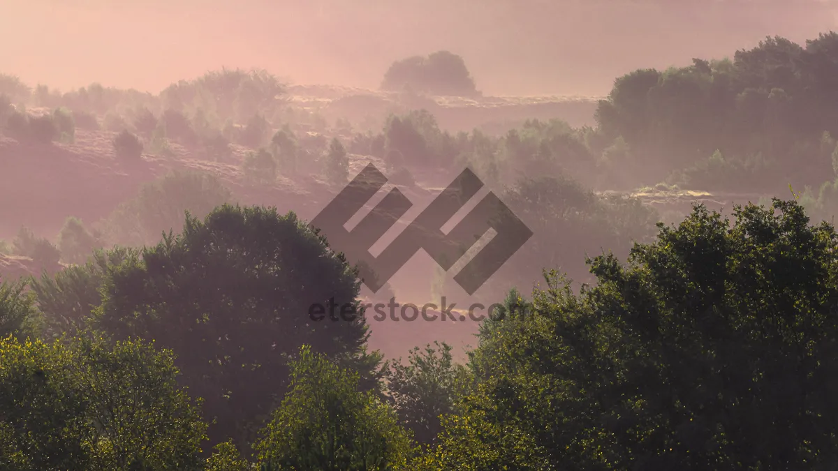 Picture of Early morning mist between hills with blooming heather and young trees during the golden light of the sunrise, arial view dutch landscape