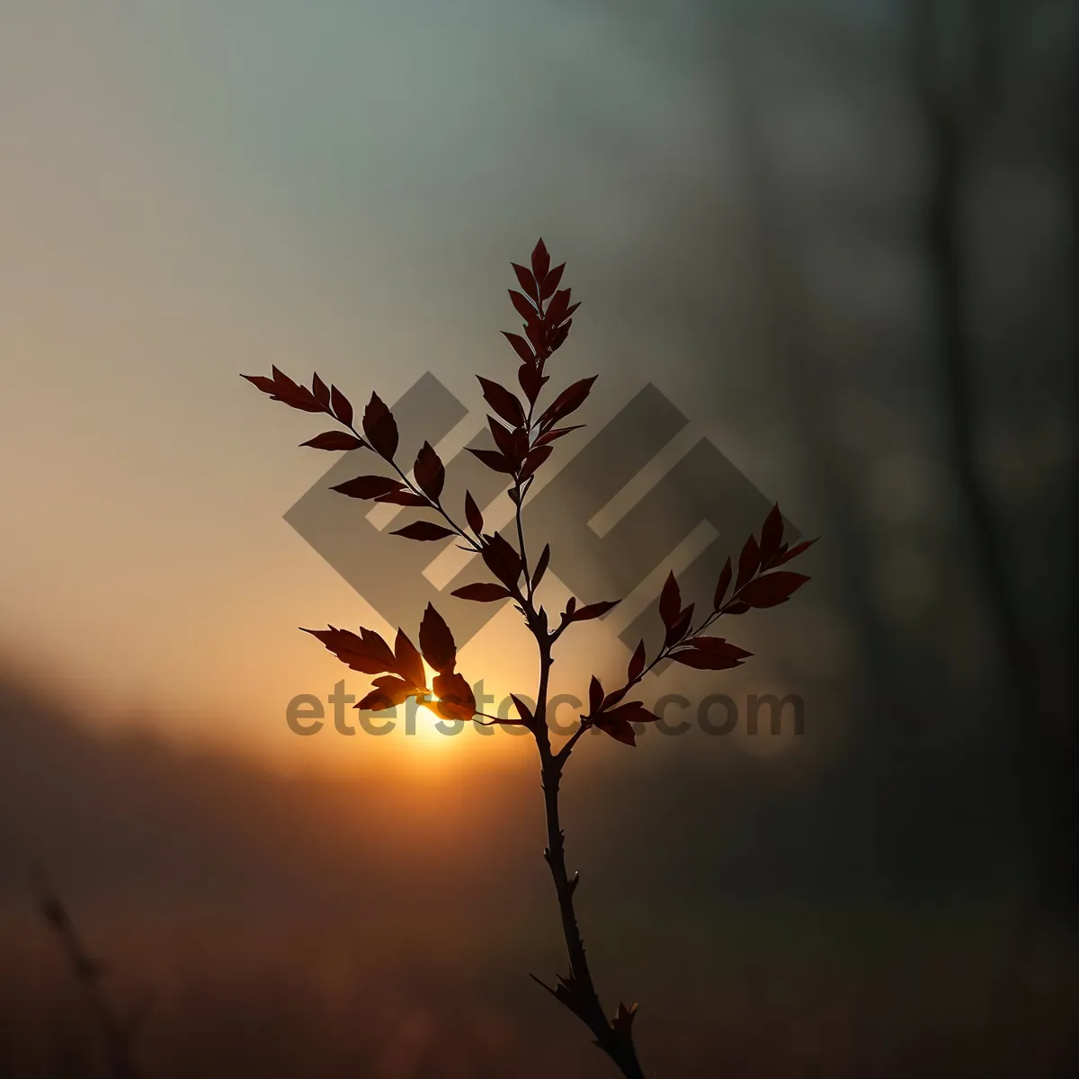 Picture of Ethereal Spring Blossom against Tranquil Sky