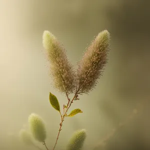 Willow Tree in Full Bloom: Summer's Vibrant Flora