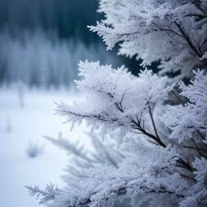 Winter Wonderland: Frozen Forest Delights with Crystalline Beauty