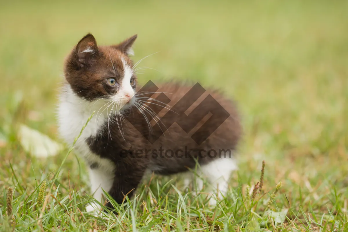 Picture of Cute kitten with curious eyes and fluffy fur.