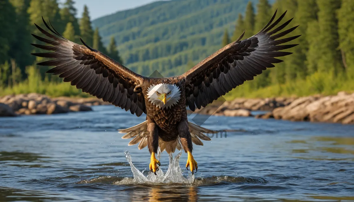 Picture of Majestic Bald Eagle Soaring in the Wild Sky Flight