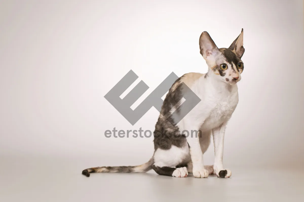 Picture of Cute Gray Kitty Sitting and Looking Adorable