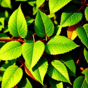 Lush Sumac Leaves in Sunlit Forest