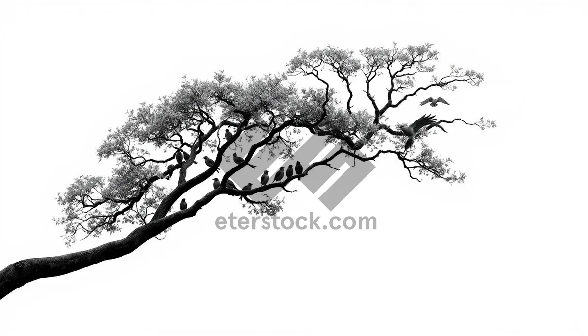 Picture of Seasonal oak tree silhouette in forest environment.