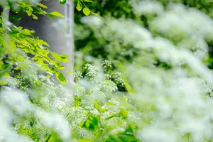 Fresh parsley and broccoli on water droplets background.