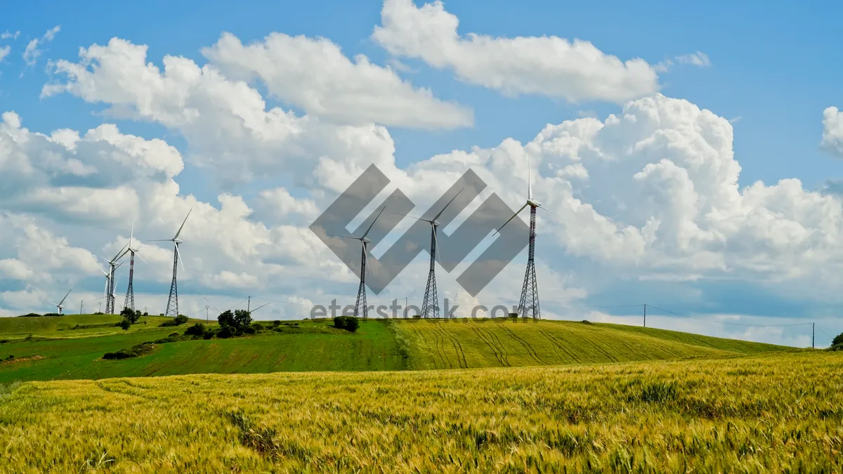 Picture of The Wheat Field under the Summer Sun