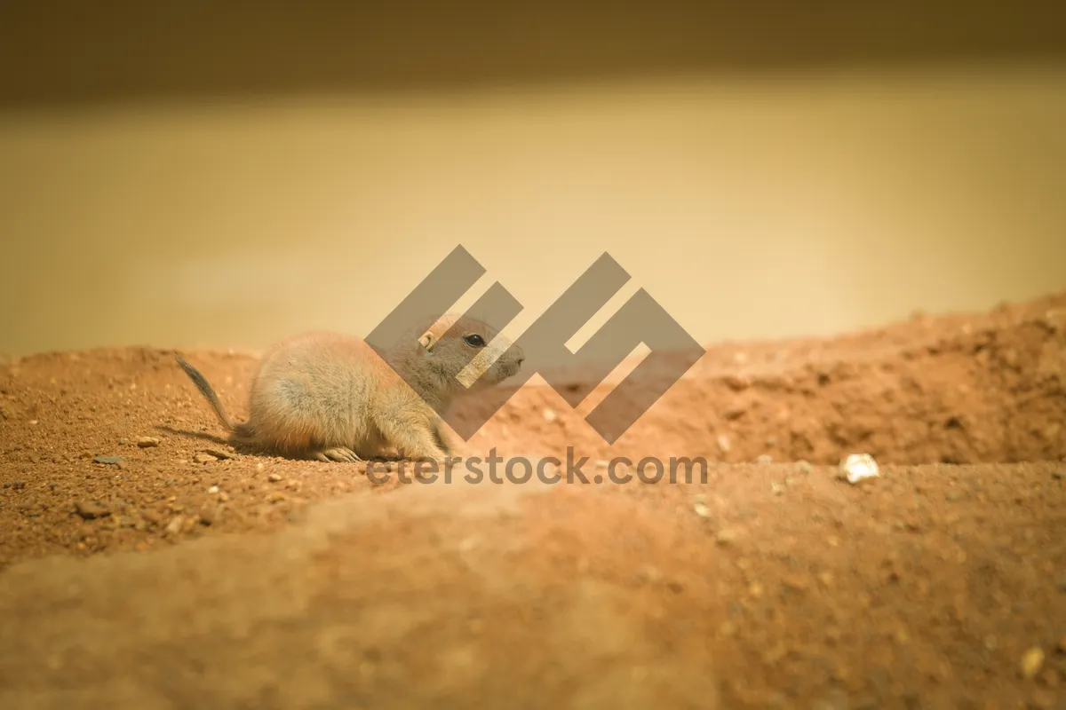 Picture of Cute Marmot in Desert Landscape.