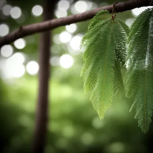 Lush Elm Leaves in a Summer Forest