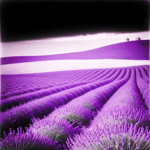 Lavender blooming in vibrant purple hue