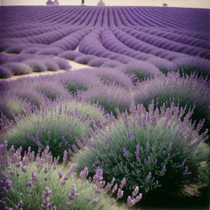 Lavender Field Bliss: Colorful Summer Floral Delight