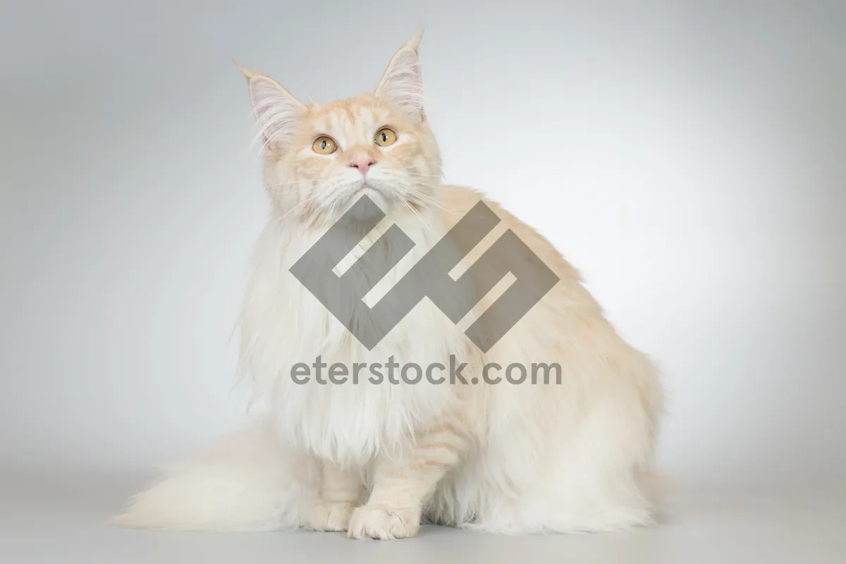 Picture of Cute gray kitten with charming whiskers sitting