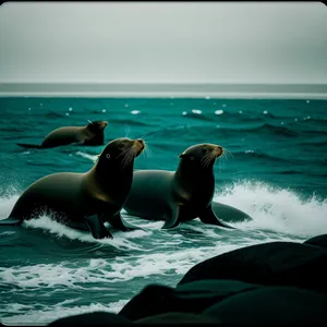 Tropical Sea Lion Splashing in the Ocean