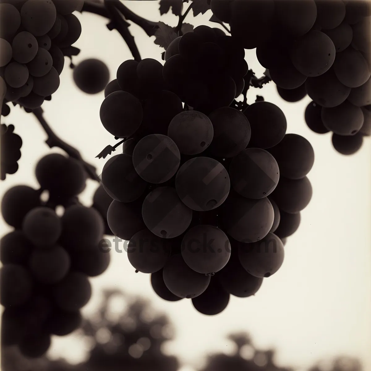 Picture of Autumn Harvest: Juicy Concord Grape Cluster