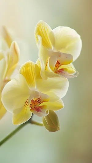 Fresh Yellow Lily Blossom in Spring Garden