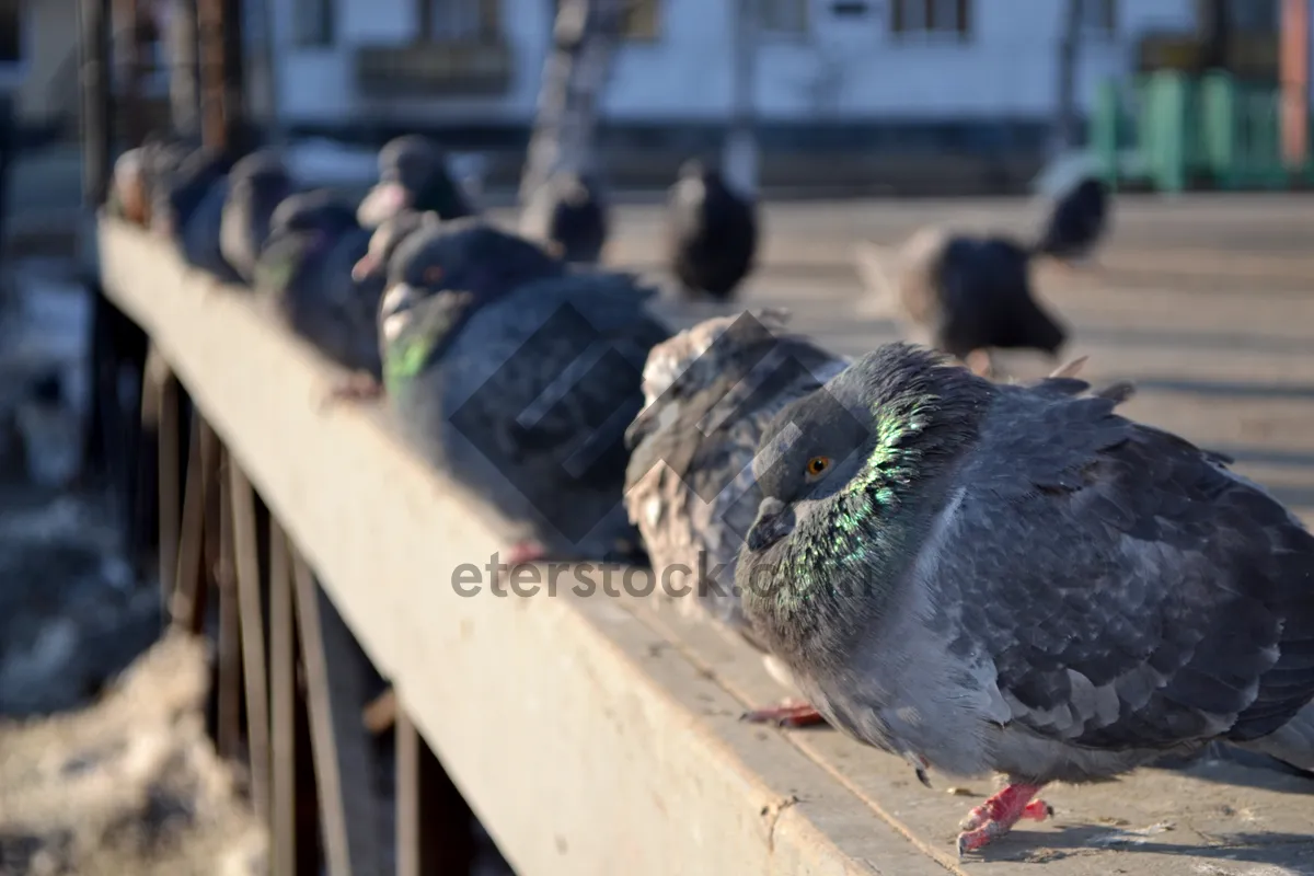 Picture of Black Winged Dove with Piercing Eye